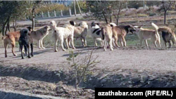 Türkmenistan (illýustrasiýa suraty)