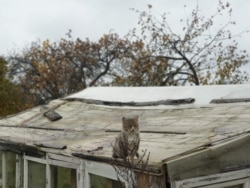 Новоржев