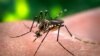 Çybynyň Aedes görnüşiniň zika wirusyny ýaýratmagy dünýäniň hemme ýerinde bolýar.