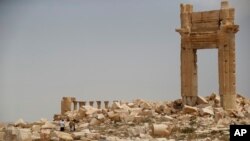 Palmyra harabalygy