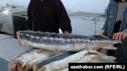 Balyk söwdasy, Türkmenistan (arhiw suraty)